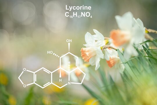 Narcissus flowers and structural formula of lycorine.