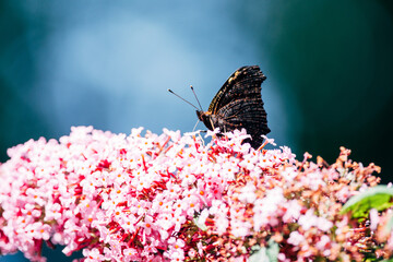 Butterfly on a butterfly bush in the garden in summer