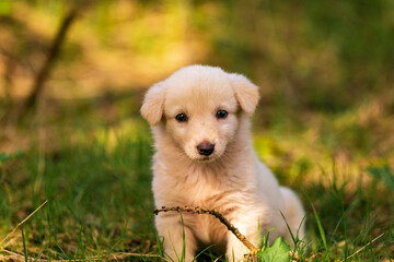 little cute puppies playin on the green field