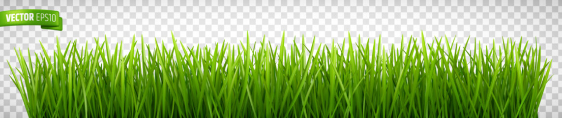 Vector realistic illustration of grass border on a transparent background.