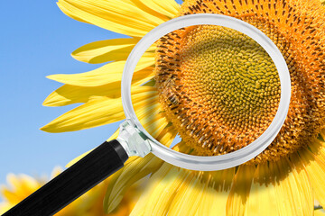 Yellow sunflower in a field seen through a magnifying glass - alertness and discovery concept