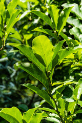 Green young leaves of Magnolia Susan in sun. Sun shines through  green leaves. Blurred background. Selective focus. Close-up. Joy, rest and relaxation. Nature concept for design