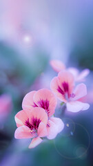 Vertical image, pink flowers on a blue background close-up with copy paste
