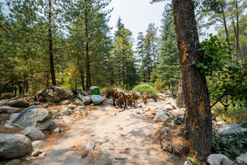 Chalal village near Kasol, Himachal Pradesh