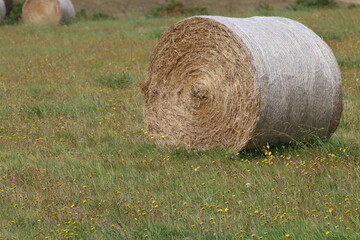 Round hay bail in field .Harvested in field.