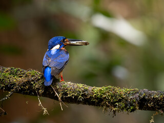Blue eared-kingfisher