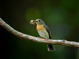 Tickell's Blue Flycatcher.