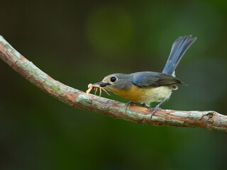 Tickell's Blue Flycatcher