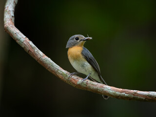 Fototapeta premium Tickell's Blue Flycatcher