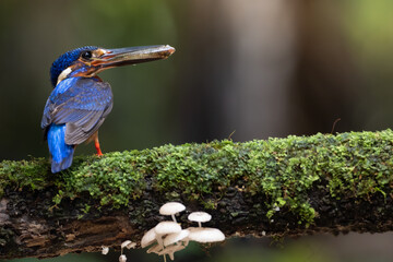 Blue eared-kingfisher