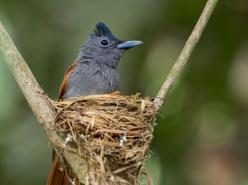 "Asian Paradise Flycatcher" Images – Browse 757 Stock Photos, Vectors