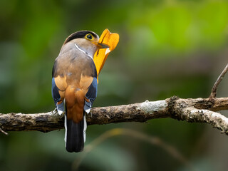 Silver-breasted Broadbill.