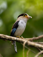 Fototapeta premium Silver-breasted Broadbill.