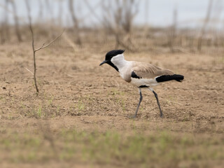 River Lapwing from Thailand.