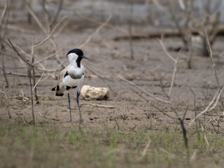 River Lapwing from Thailand.