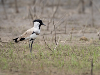 River Lapwing from Thailand.