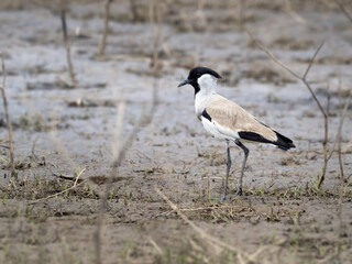 River Lapwing from Thailand.