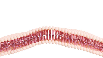 3D illustration of a cell membrane
