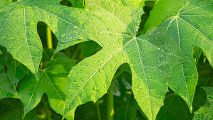 close-up of green leaves, leaf surface with water droplets on top