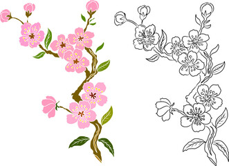 Free hand Sakura flower vector set, Beautiful line art Peach blossom isolate on white background.Branch of cherry blossom for printing on wallpapers and sticker.Japanese flower.Golden line art.