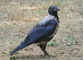 Hooded crow, Corvus cornix