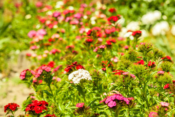red and white flowers
