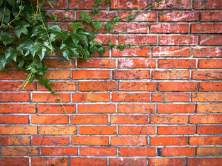English ivy plant creeping on the red brick wall, urban street backgrounds with copy space