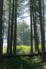 Naklejka premium Dreamy morning in the forest