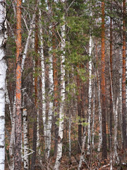 White birch and pine tree woodland landscape at Divcibare, Serbia