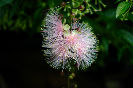 幻の花 Images – Browse 164 Stock Photos, Vectors, and Video | Adobe Stock