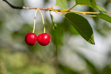 Two ripe cherries on a branch close-up, blurred background