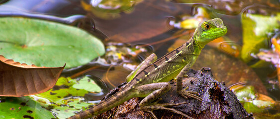 Plumed Basilisk, Green Basilisk, Jesus Christ Lizard, Basiliscus plumifrons, Tropical Rainforest, Costa Rica, Central America, America