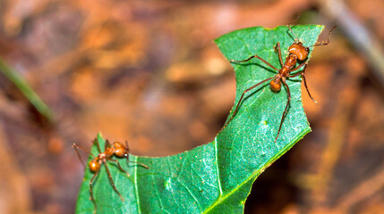 Leafcutter Ant, Tropical Rainforest, Marino Ballena National Park, Uvita de Osa, Puntarenas, Costa...