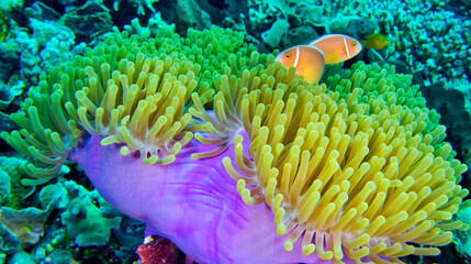 Naklejka na ściany i meble Pink Skunk Clownfish, Pink Anemonefish, Amphiprion perideraion, Magnificent Sea Anemone, Heteractis magnifica, Coral Reef, South Ari Atoll, Maldives, Indian Ocean, Asia