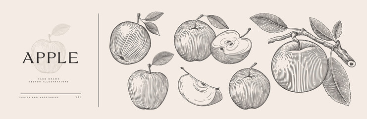 Set of hand-drawn apples in engraving style. Dessert fruits sliced and whole. Design element for markets, shops, cafes, restaurants, packaging. Vintage botanical illustration on background isolated.