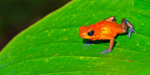 Dart Poison Frog, Blue Jeans, Oophaga pumilio, Dendrobates pumilio,Tropical Rainforest, Costa Rica, Central America, America