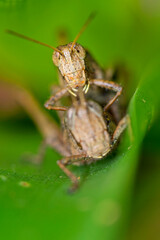 Grasshopper, Tropical Rainforest, Costa Rica, Central America, America