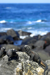 Marine Iguana, Amblyrhynchus cristatus, Galápagos National Park, Galápagos Islands, UNESCO World Heritage Site, Ecuador, America