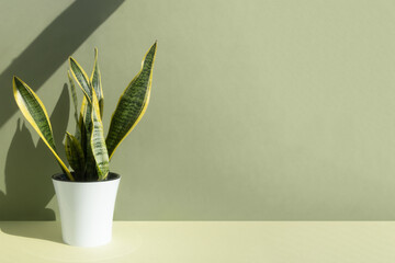Home plant Sansevieria trifa in a white pot on a green background. The concept of minimalism....