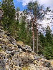 Rocky mountains with a stones and coniferous forest
