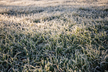 Morning dew froze on a green grass lawn and turned it into a white blanket