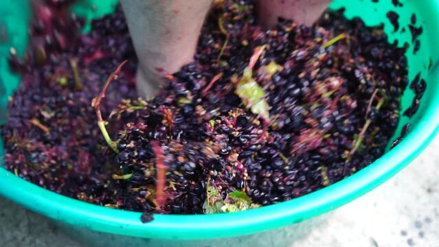 Grape-treading or grape-stomping in traditional winemaking. Senior farmer separates grapes from a bunch in traditional way. Grapes are trampled by barefoot man to release juices and begin fermentation