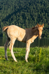 Fototapeta premium Сute foal grazing on lakeshore. Young horse is pasture on lawn lakeside.