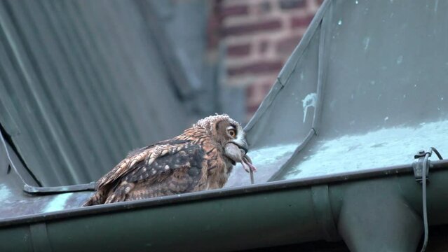 Eurasian eagle-owl (Bubo bubo) fledling eating a rat on a church, Heinsberg, North Rhine-Westphalia, Germany