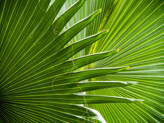 Green Leaf Texture background with light behind