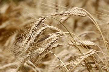 Ears of wheat on the summer field, selective focus. Rural scene, concept of harvest and agriculture