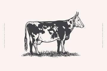 Hand-drawn cow on a light background. Advertising of dairy and meat products and farms. Can be used for dairy stores, markets and menu design, packaging and labels. Vector illustration.