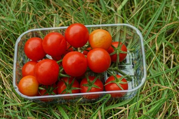 a plastic dagger with a bunch of red fresh small clean tomatoes lies in the green grass on the street in summer