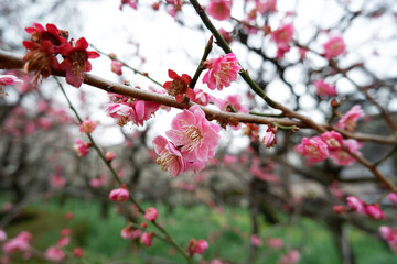 Cherry blossoms in pink and red color are very beautiful in bloom in the garden at spring season