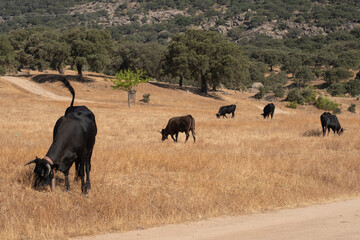 A herd of cows of the black Iberian Avilanian or Avila breed in the Extremadura dehesa.
